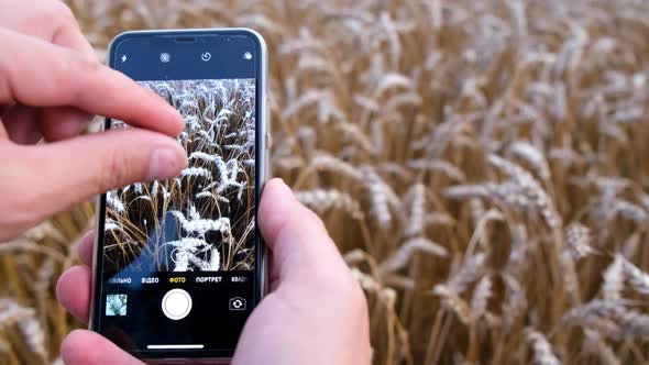 The Agronomist Uses a Smartphone to Check the Wheat Harvest