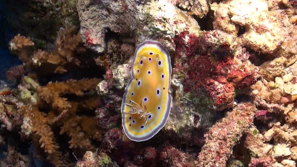 Nudibranch (Chromodoris Geminus) on a coral reef in the Red Sea