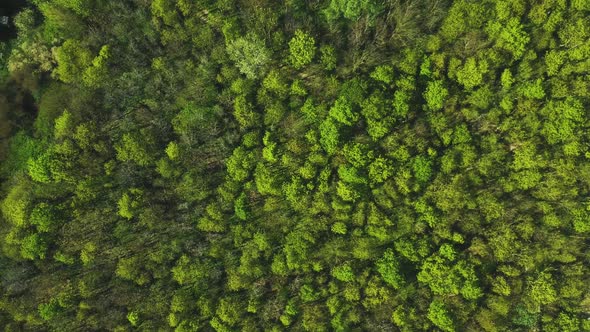 Afternoon high altitude drone view moving rotary in one place above a beautiful forest. ( DJi Drone