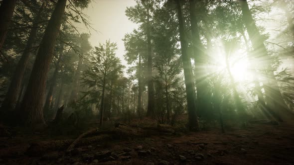 Redwood Forest Foggy Sunset Scenery