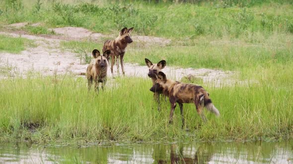 Pack of African Wild Dogs attempting to cross a river in the Okavango Delta in Botswana. Telephoto s