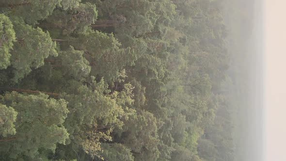 Vertical Video of a Green Forest on a Summer Day