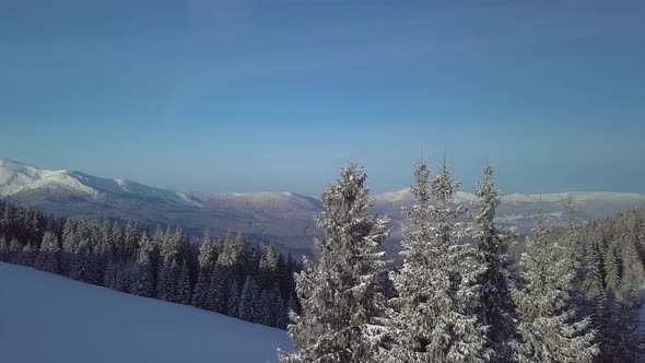 Flight Over Winter Forest