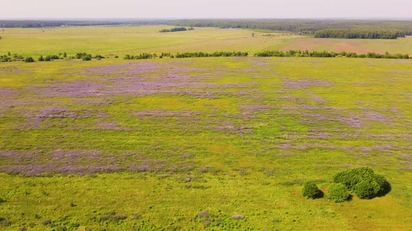 A Beautiful Field with Lilac Flowers of Lupins Bird'seye View