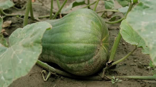 Farmer Hands Harvesting Vegetable Marrow or Zucchini. Close Up