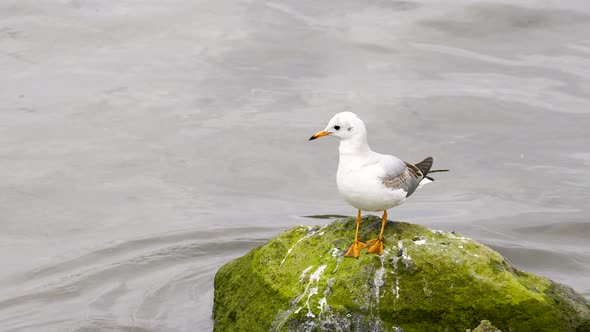 Seagulls' Ground Grabbing Game