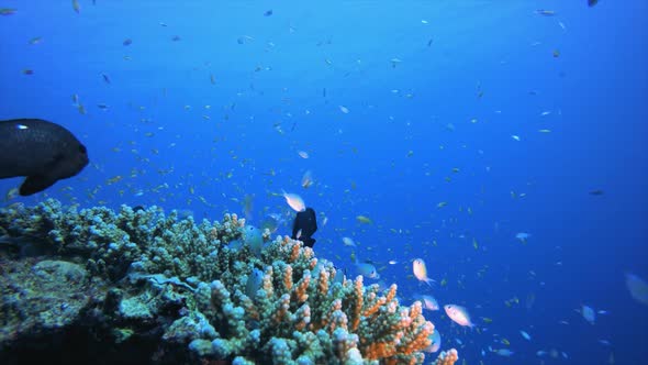 Blue-Green Fish and Sea Coral Reef