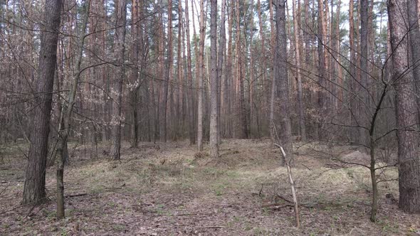 Trees in a Pine Forest During the Day Aerial View