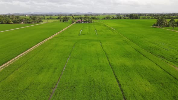 Aerial View of Paddy Field in Kedah Malaysia