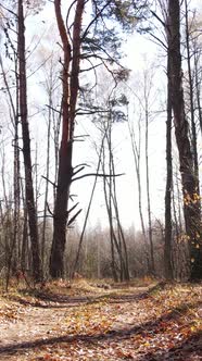 Vertical Video of a Beautiful Forest in the Afternoon Aerial View