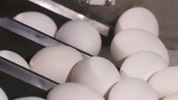 Fresh eggsing along a production line at a poultry farm.