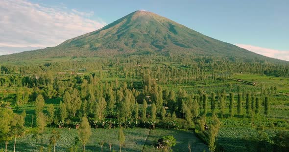 Aerial forward flight over greenery with plantation and MOUNT SINDORO in background during sunlight