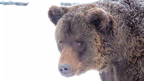 Artistic processing; close up of a brown bear; painting