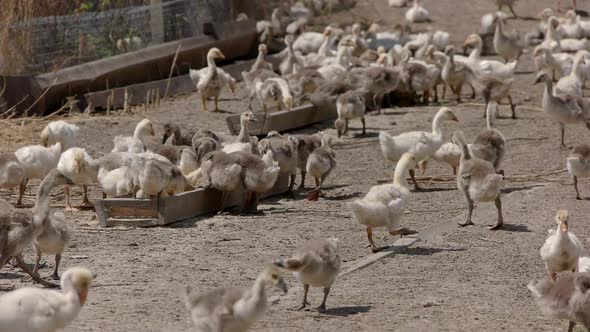 Geese Near Troughs with Feed.