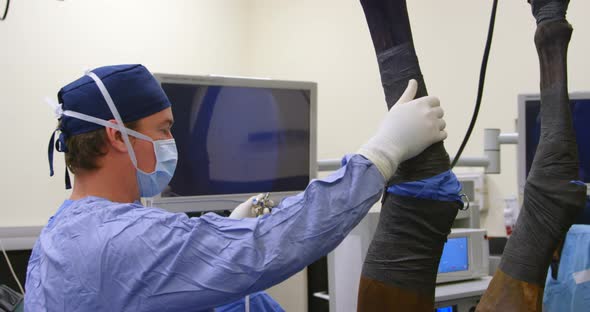 Surgeon operating a horse in operation theater 4k