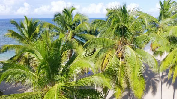 Palm Trees And Idyllic Ocean On The Tropical Beach Of Playa Las Terrenas In Dominican Republic - aer