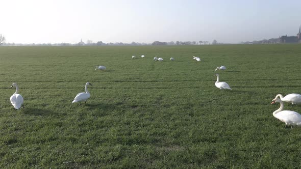 Group of swans