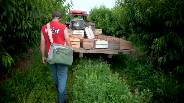 Tractor pulls away as fruit pickers follow the tractor to the next part of the orchard for picking.