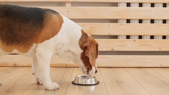Dog Beagle Drink Water From Metal Bowl at Home