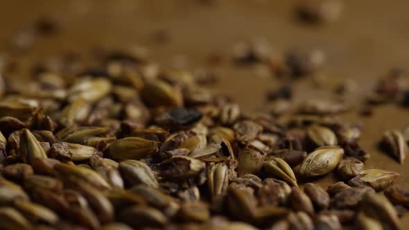 Rotating shot of barley and other beer brewing ingredients - BEER BREWING