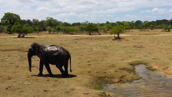 Elephant in the Wild in Sri Lanka