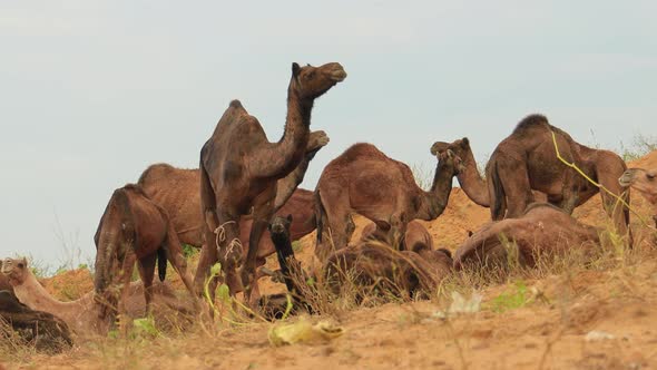 Camels at the Pushkar Fair, Also Called the Pushkar Camel Fair or Locally As Kartik Mela