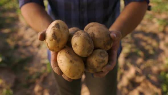 A Farmers Hands Holding Freshly Picked Potatoes