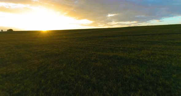 Flight Above Rural Summer Landscape with Endless Yellow Field at Sunny Summer Evening. Agricultural