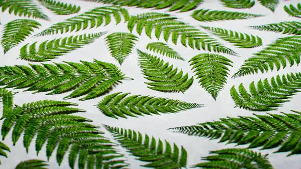 Seamless looping animation of green leaves of ferns on white background.