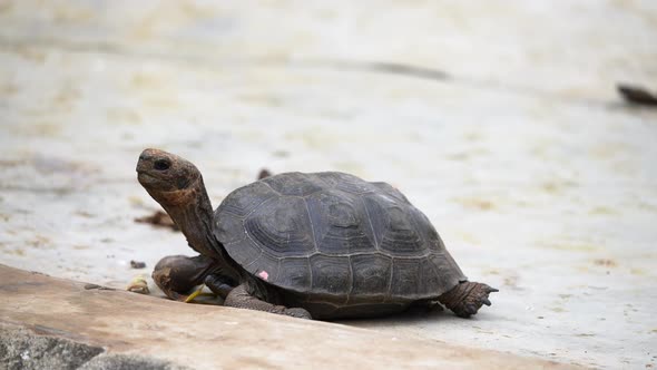 View Of Small Baby Galapagos Tortoise At Charles Darwin Research Station On Santa Cruz Island.