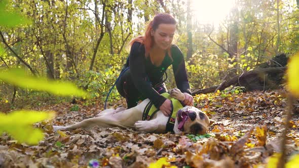Girl Canicrossing with Amstaff Near Autumn Forest on Sunny Day