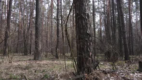 Forest Landscape Aerial View Slow Motion