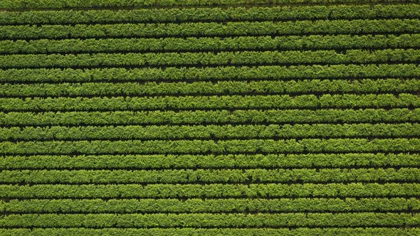 Flight Over The Italian Vineyard Drone Top View Aerial