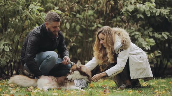 Man and Woman Caress the Dog Husky Lying on Grass in Park at the Autumn Day, Slow Motion