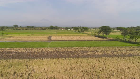 Rice Field and Agricultural Land in Indonesia