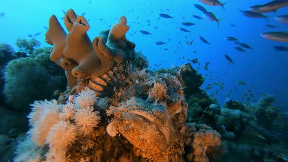 Underwater Red Sea Scorpion-Fish