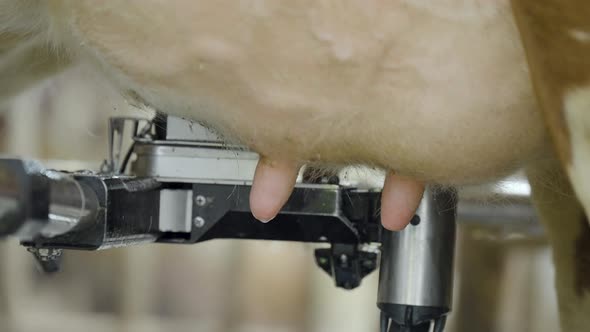 Close up of cow’s udders. Automatic milking cow machine. Cow being milked.Teats