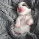 Newborn Puppy Sleeping on Knitted Plaid - VideoHive Item for Sale