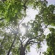 Tree tall with top sky sunshine through foliage green forest. - VideoHive Item for Sale