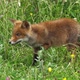 Red Fox, vulpes vulpes, Pup Walking in Meadow with Yellow Flowers, Normandy in France - VideoHive Item for Sale