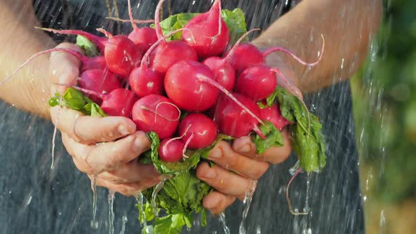 Fresh Radish in the Hands of a Farmer Under the Jets of Water