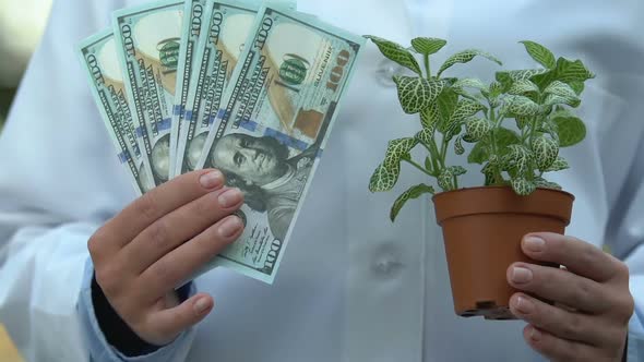 Female Ecologist Holding Green Plant Pot and Dollars, Agricultural Business