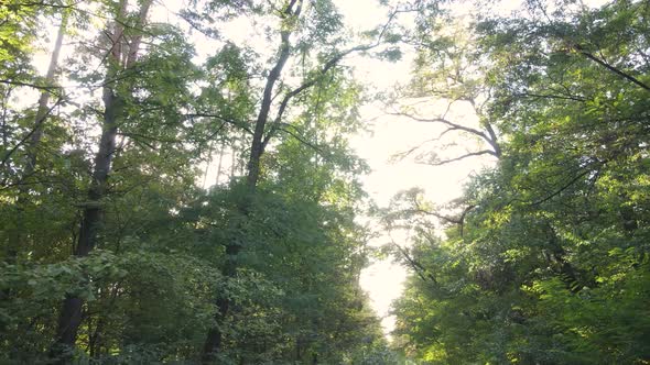 Forest with Trees in an Autumn Day