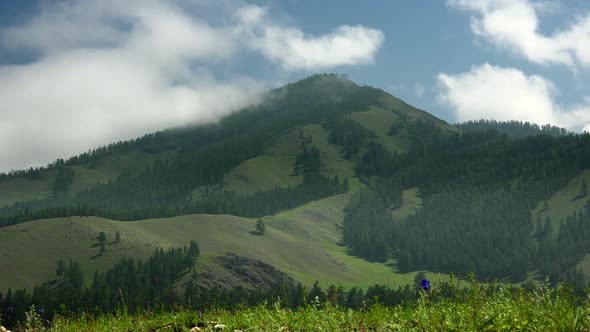 Majestic Pine Forest and Beauty Green Meadow in Unmanned Mountains With Large Valley Geography