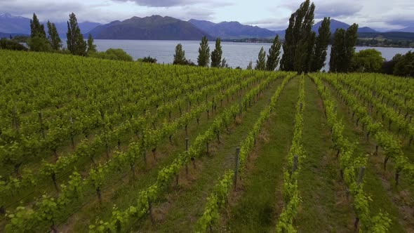 Vineyard at Lake Wanaka, New Zealand - Aerial view by drone