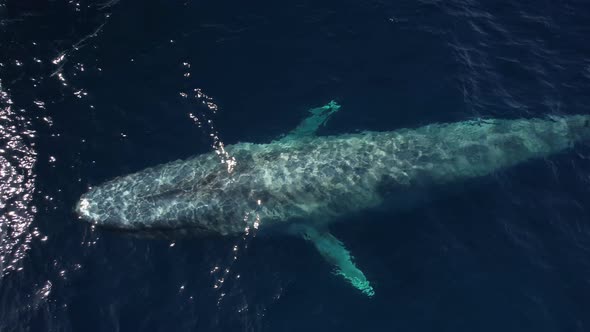 Top down view of an 90 foot Blue Whale rising to the surface to take a breath with a beautiful rainb