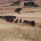 Wildebeest Herd Migrating Through Grasslands - VideoHive Item for Sale