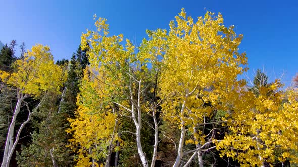 Rising from below an aspen grove in the mountains then tilting down to see the autumn colors in the