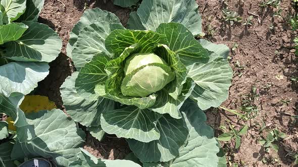 Cabbage Growth in the Soil Closeup