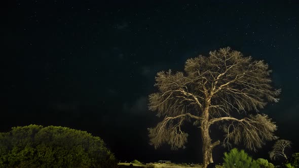 Dry Tree at Night Against the Background of the Night Sky and Moving Clouds.